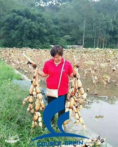 蓮藕豐收的季節客戶發來收獲的成果